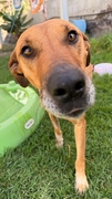 CANELA Imagen 2